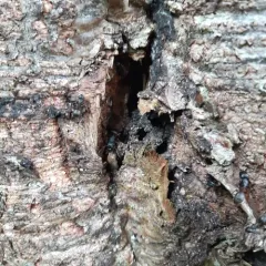 Hercules Carpenter Ant thumbnail 4