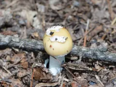 Little Straw-Colored Amanita thumbnail 4