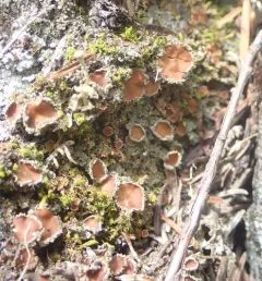 Green Moss-shingle Lichen thumbnail 2