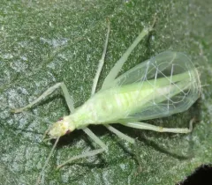 Riley's Tree Cricket thumbnail 3