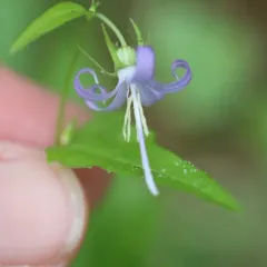 California Harebell thumbnail 3