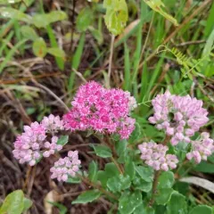 Orpine thumbnail 4