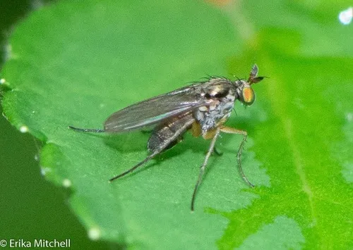 Gymnopternus exilis