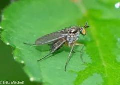 Gymnopternus exilis thumbnail 1