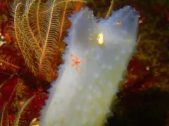Ascidia paratropa thumbnail 2