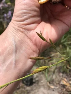sitka brome thumbnail 4