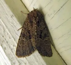 Common rustic thumbnail 2