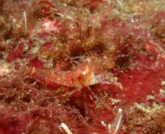 Roughpatch Shrimp thumbnail 2