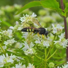 Horse Guard Wasp thumbnail 2