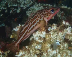 Greenstriped Rockfish thumbnail 2