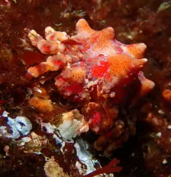 Puget Sound King Crab thumbnail 2