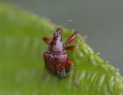 Pubescent Leaf-rolling Weevil thumbnail 1