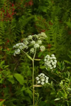 hairy angelica thumbnail 2