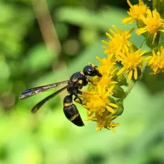 Perennial Mason Wasp thumbnail 2