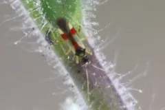 Phacelia Plant Bug thumbnail 4