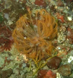 Eudistylia catharinae thumbnail 4
