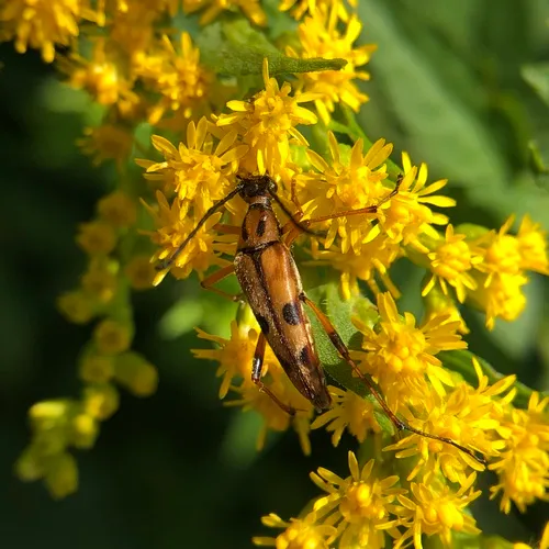 Slender Flower Longhorn Beetle