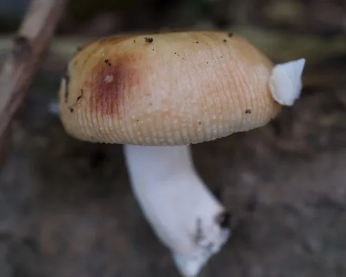 Almond-scented Russula