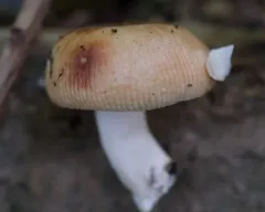 Almond-scented Russula thumbnail 1