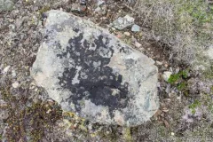 Black-on-black Crust Lichen thumbnail 2
