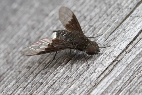 Anthrax argentatus
