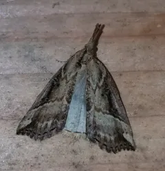 Hypena modestoides thumbnail 2