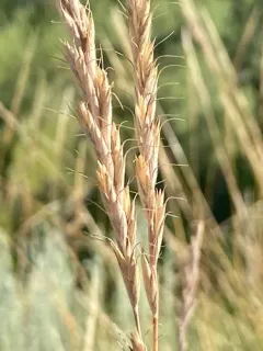 Montana wild rye thumbnail 3