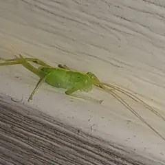 Southern Oak Bush-cricket thumbnail 2