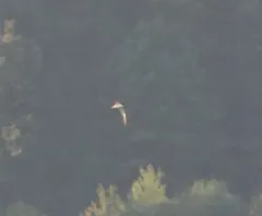 Sooty Tern thumbnail 4