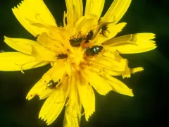 Common Pollen Beetle thumbnail 2