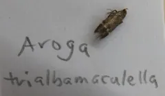 Red-striped Fireworm Moth thumbnail 4