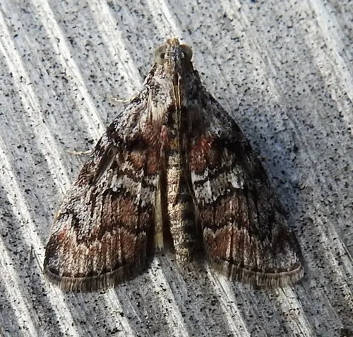 Black-letter Pococera Moth