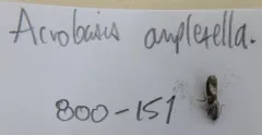 Acrobasis amplexella thumbnail 4