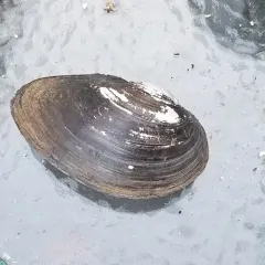 Giant Floater thumbnail 3