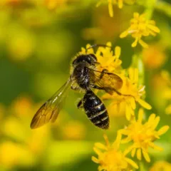 Cloudy-winged Mining Bee thumbnail 3