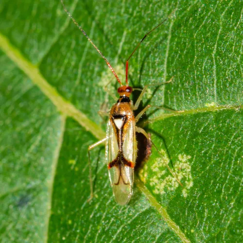 Hart's Hyaline Plant Bug
