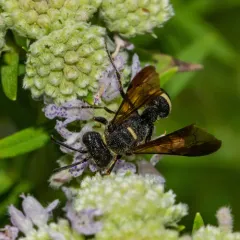 Smoky-winged Beetle Bandit Wasp thumbnail 4
