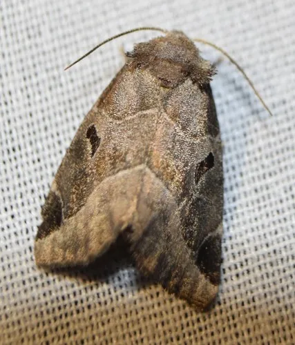 Black-barred Brown
