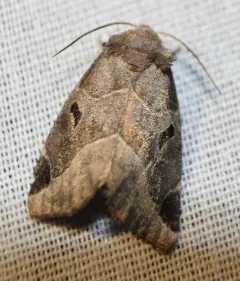 Black-barred Brown thumbnail 1