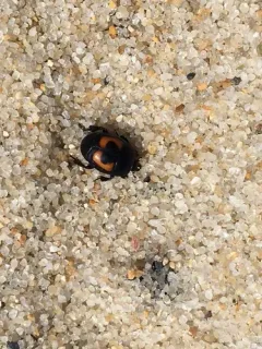 Spilodiscus arcuatus thumbnail 1