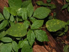 Pucciniastrum circaeae thumbnail 4