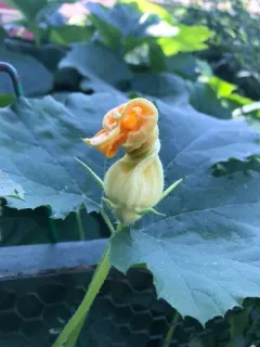 Squash thumbnail 3