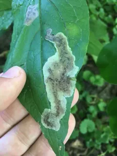 Agromyza canadensis thumbnail 2