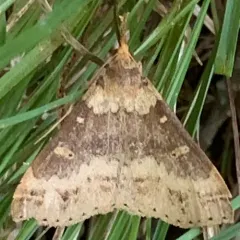 Discolored Renia Moth thumbnail 4