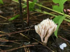 Ramaria gracilis thumbnail 4