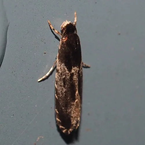 Homosetia argentinotella