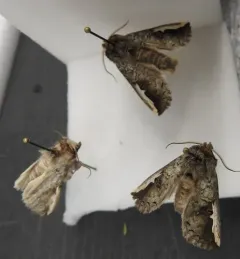 Red-humped Oakworm Moth thumbnail 3