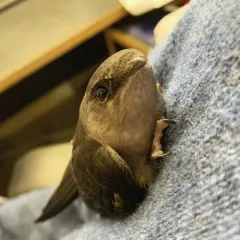 Chimney Swift thumbnail 2