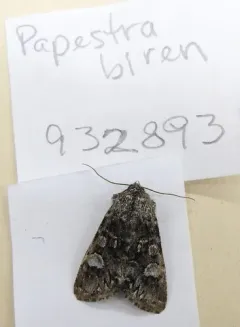 Glaucous Shears Moth thumbnail 2