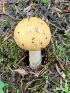 Breckon's False-Ring Amanita thumbnail 3